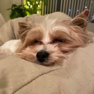 Meet your Posher, Bridgette